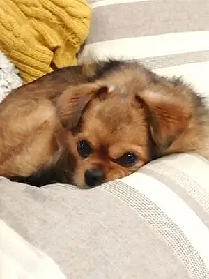 Nom Chihuahua Chien Biscuit