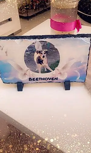 Nom Chien Beethoven