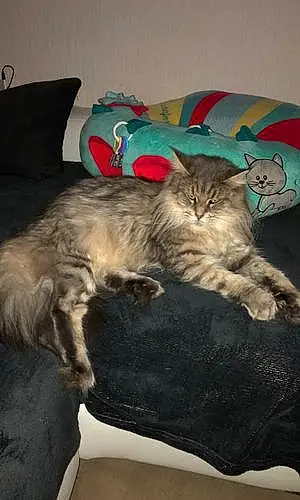 Maine Coon Chat Monalysa