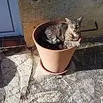 Chat, Carnivore, Felidae, Flowerpot, Road Surface, Bois, Small To Medium-sized Cats, Moustaches, Asphalt, Domestic Short-haired Cat, Road, Soil, Queue, Concrete, Terrestrial Animal, Houseplant, Shadow, Street, Poil