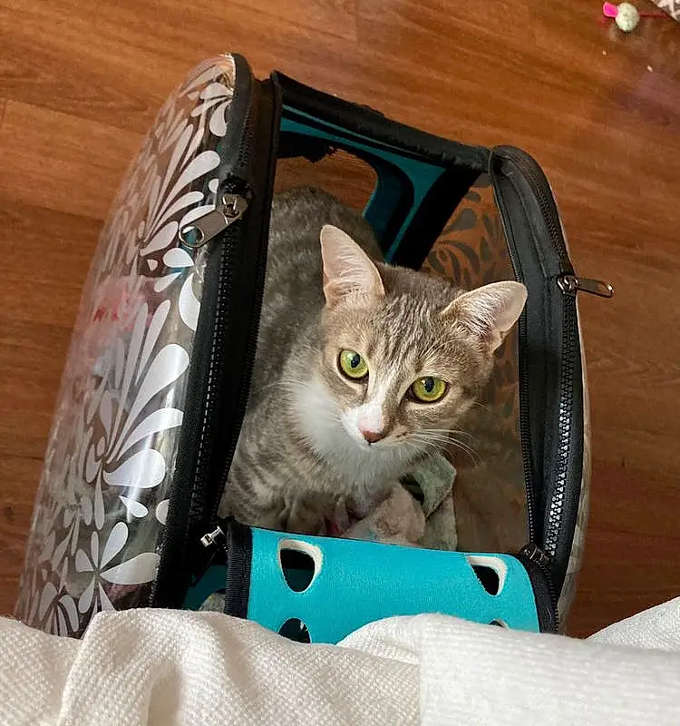 Chat, Felidae, Carnivore, Small To Medium-sized Cats, Moustaches, Bag, Luggage And Bags, Comfort, Domestic Short-haired Cat, Fashion Accessory, Baggage, Bois, Linens, Couch, Queue, Poil, Paper Bag, Chair, Hardwood, Box