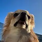 Chien, Ciel, Race de chien, Carnivore, Chien de compagnie, Faon, Moustaches, Museau, Terrestrial Animal, Building, Poil, Toy Dog, Working Animal, Canidae, Ancient Dog Breeds, Non-sporting Group