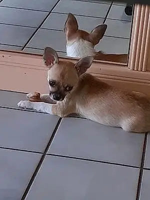 Nom Chihuahua Chien Cannelle