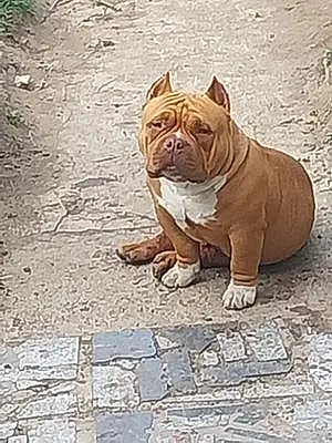 Nom American Bully Chien Ace