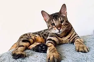 Bengal Chat Buzz