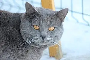 Chartreux Chat Tempete