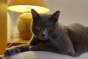 Chartreux Chat Shadow