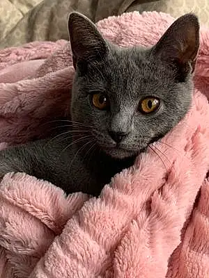 Chartreux Chat Chucky