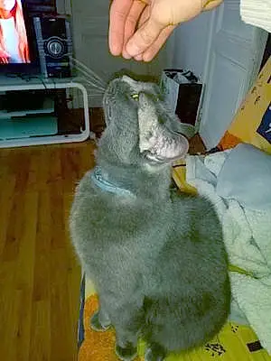 Chartreux Chat Bagguy