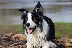 Border Collie Chien Olly