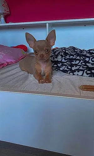 Chihuahua Chien Ugo