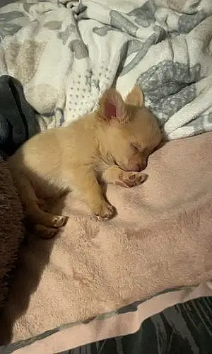 Chihuahua Chien Foxy