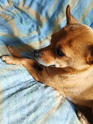 Chihuahua Chien Rosie