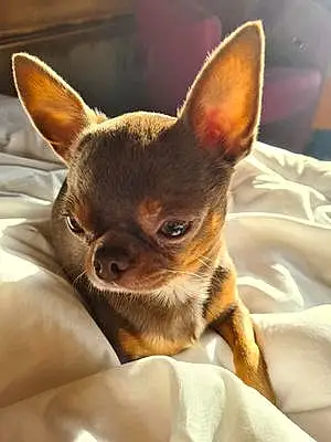 Chihuahua Chien Pépito