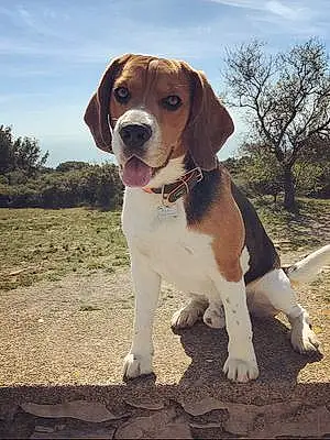 Nom Beagle Chien Pablo