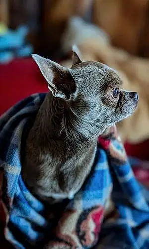 Chihuahua Chien Oréo