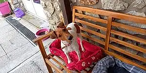 Jack Russell Chien Ruby