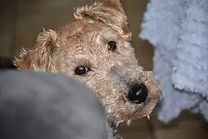 Nom Welsh Terrier Chien Inzo