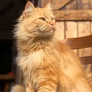 Nom Maine Coon Chat Honey