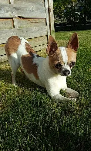 Nom Chihuahua Chien Luky