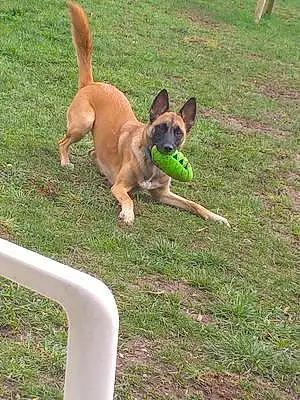 Nom Berger Malinois Chien Guess