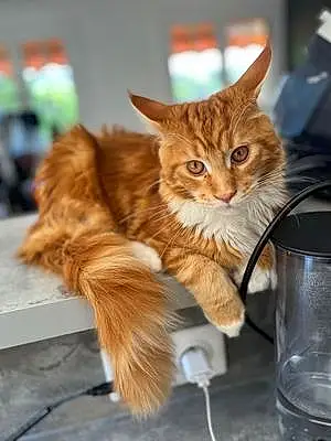 Maine Coon Chat Sparrow