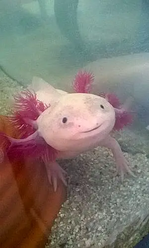 Nom Axolotl Dragon