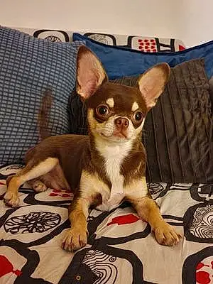 Chihuahua Chien Oscar