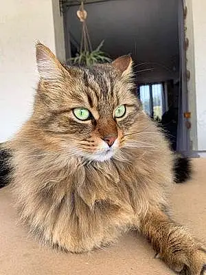 Nom Maine Coon Chat Chacha