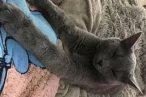Chartreux Chat Chanel