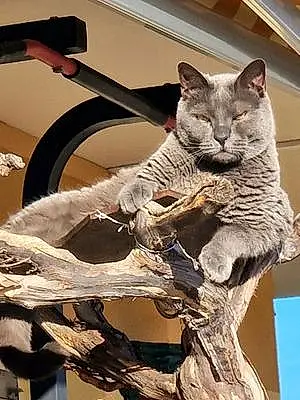 Chartreux Chat Minos