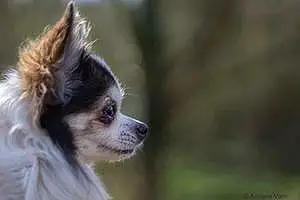 Nom Chihuahua Chien Câlin