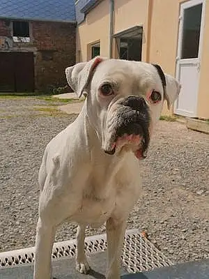 Boxer Chien Igloo