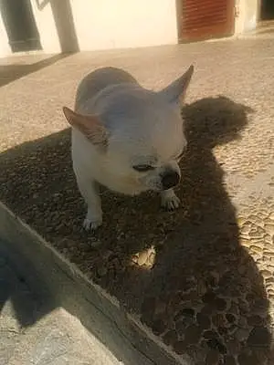 Chihuahua Chien Minus