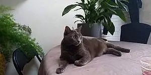 Chartreux Chat Olly