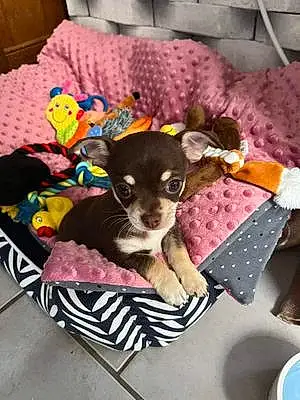 Nom Chihuahua Chien Snoopy