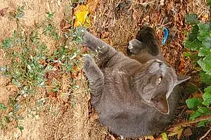 Nom Chartreux Chat Domino
