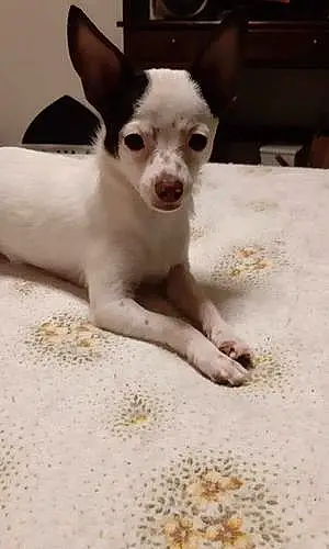 Chihuahua Chien Rhominey