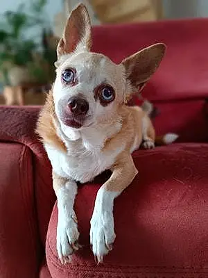 Nom Chihuahua Chien Carla