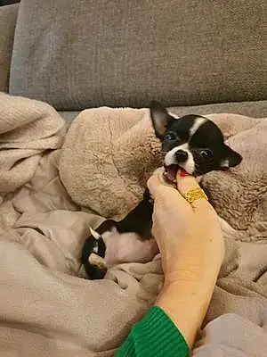 Nom Chihuahua Chien Biscotte