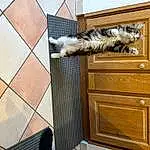 Cabinetry, Chat, Bois, FenÃªtre, Felidae, Carnivore, Hardwood, Rectangle, Small To Medium-sized Cats, Door, Queue, Wood Stain, Drawer, Tile Flooring, Plante, Pattern, House, Poil