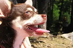 Chihuahua Chien Filou
