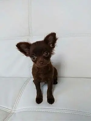 Chihuahua Chien Yuuki