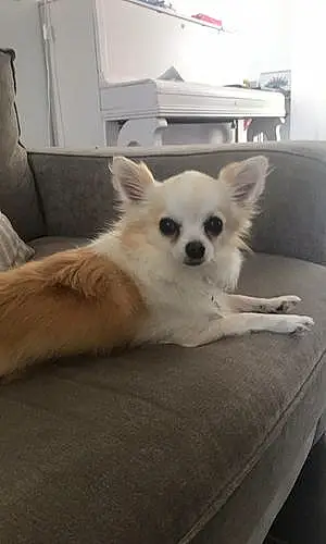 Nom Chihuahua Chien Guapo