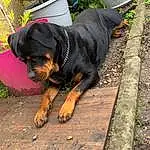 Chien, Plante, Green, Carnivore, Race de chien, Faon, Chien de compagnie, Rottweiler, Herbe, Museau, Working Animal, Bois, Collar, Road Surface, Chien de chasse, Working Dog, Guard Dog, Hunting Dog, Canidae