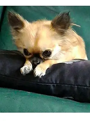 Nom Chihuahua Chien Joya