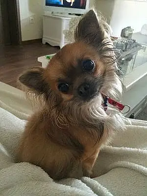 Nom Chihuahua Chien Bono