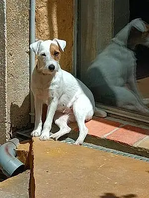 Jack Russell Chien Orice