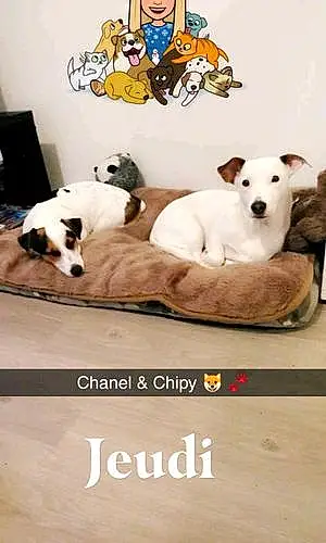 Nom Chien Chipy