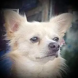 Nom Chihuahua Chien Max